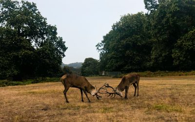 Reform UK will preserve the environment in Surrey
